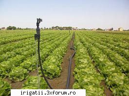 salata verde este una din culturile cele mai comune, cultivata in diverse zone si intr-o varietate