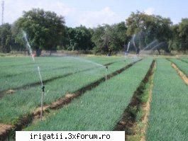 ceapa este leguma cea mai utilizata din lume. originea sa este in centrul tropical al asiei de vest.