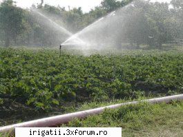 irigarea este unul dintre cei mai importanti factori care contribuie la succesul si calitatea