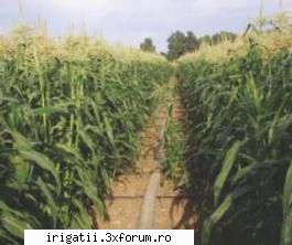 porumbul este una din culturile ce pot fi folosite pentru producerea de ordin economic ale agricol